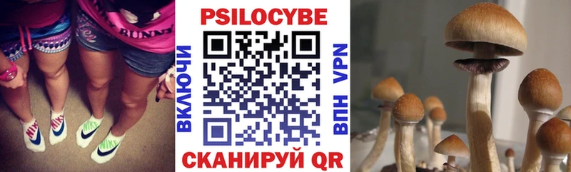 где найти наркотики  Шебекино  Псилоцибиновые грибы Psilocybine cubensis 
